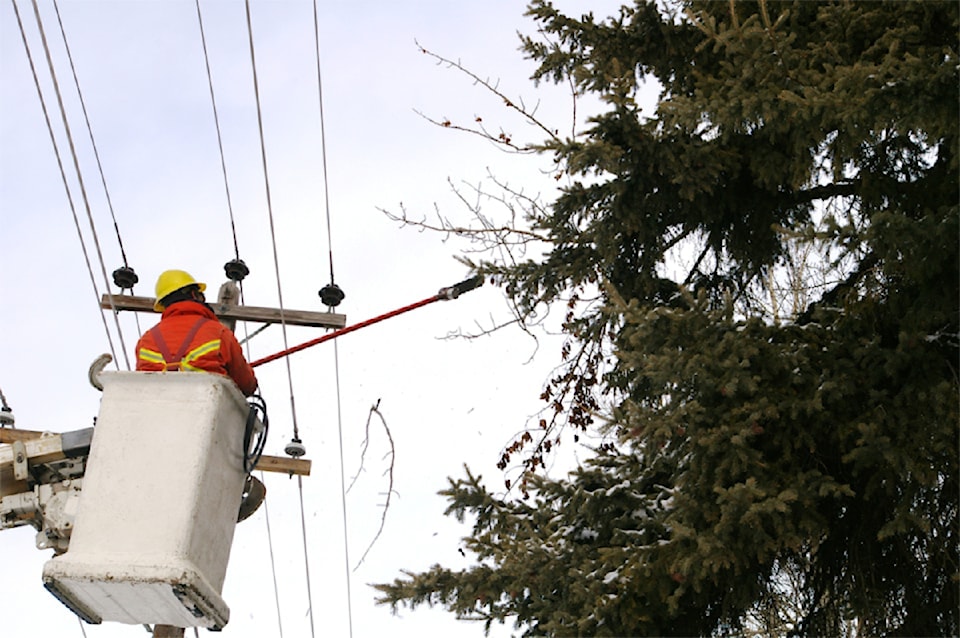 tree-trimming-1