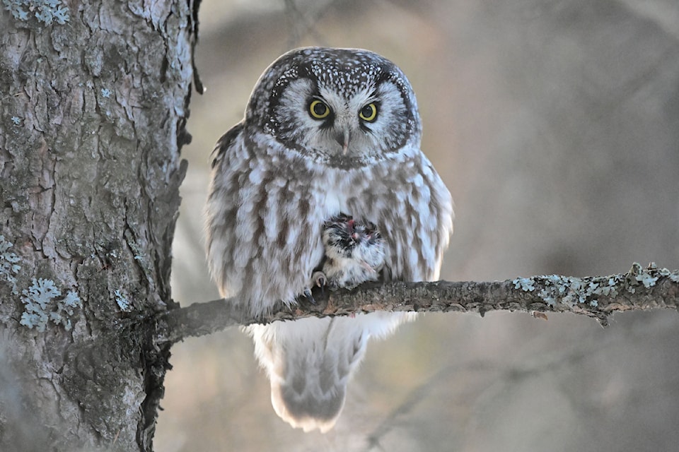 250326-rda-boreal_owl