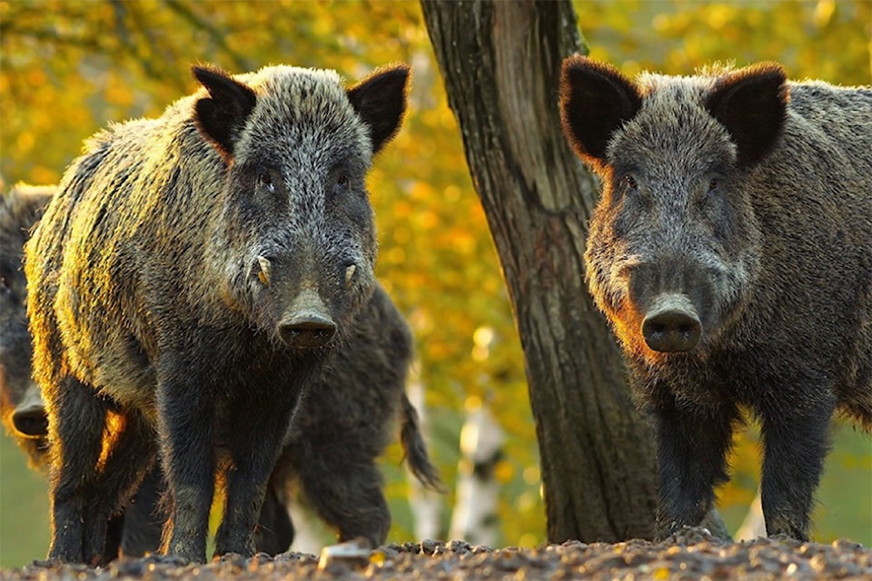 wild-boar