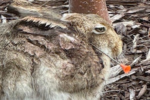 Two hares shot with darts in Red Deer