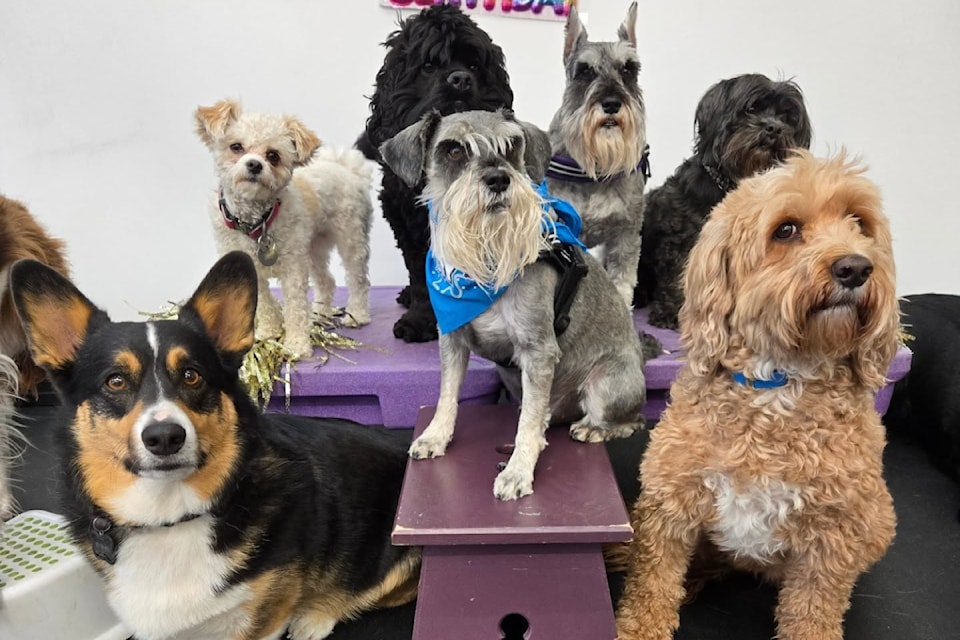 250531-rda-best-of-red-deer-waggles-dog-academy