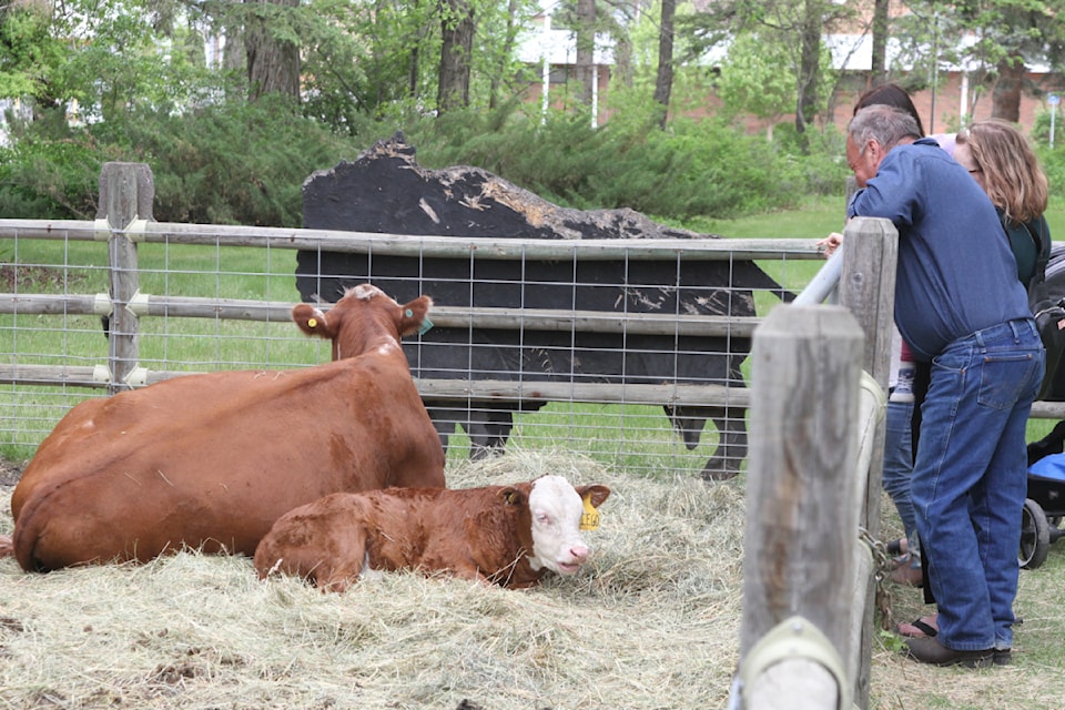 Families saw a cow-calf pair during Spring on the Farm at Sunnybrook Farm Museum on Saturday, May 31. (Photo by Sean McIntosh/Advocate staff)