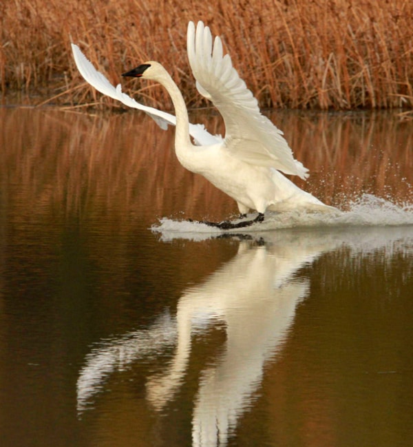 Trumpeter Swans