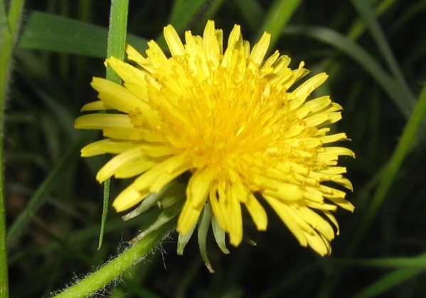 92147BCLN2007dandelion5