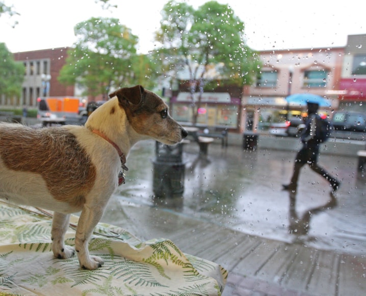 A01-Local-Dog-Gone-Rain