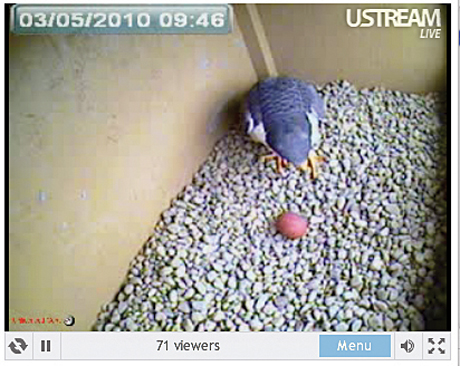 A01-Local-Falcon-with-Egg