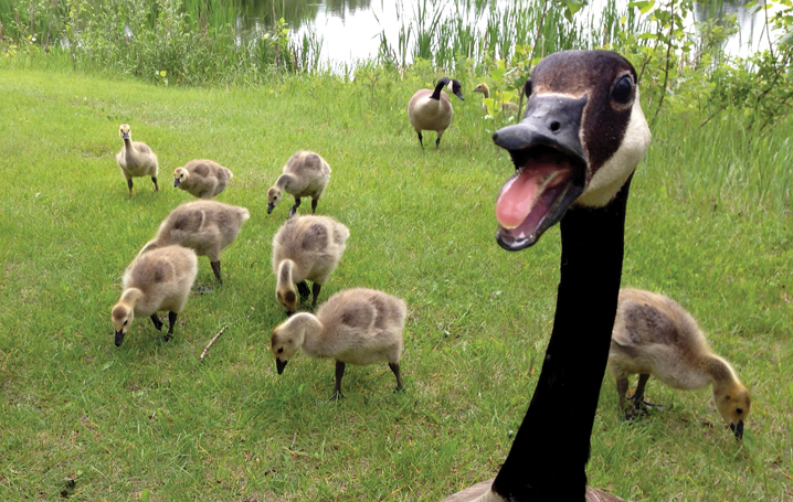Canada goose red deer on sale