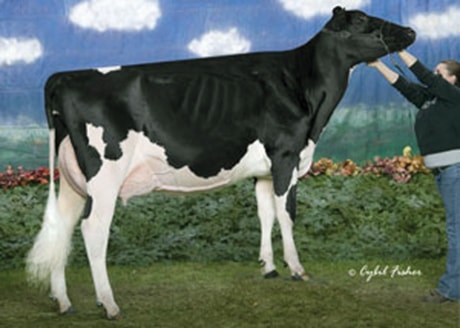 A01-Missy-the-cow-copy