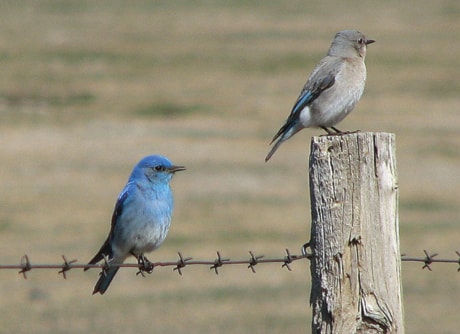 A01-bluebirds