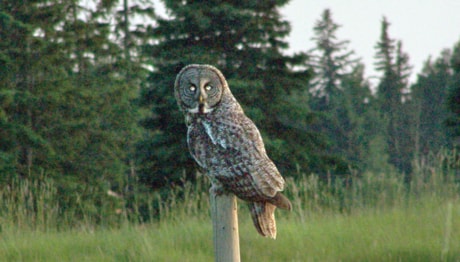 A01-owl.JPG