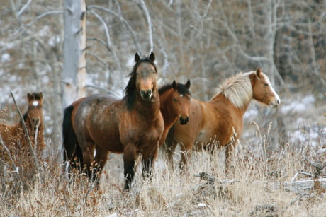 A01-wild-horses