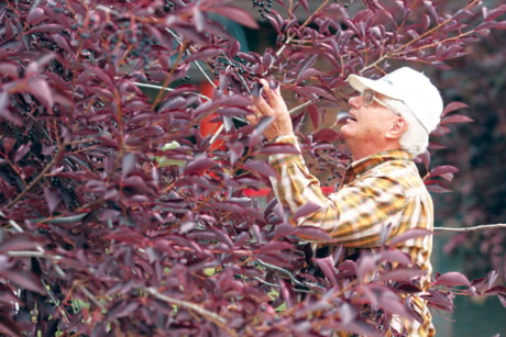 A02-Local-Cherry-Picking