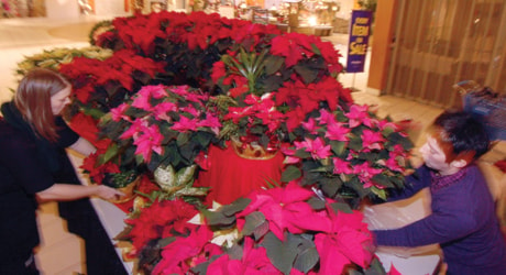 A02-Local-Poinsettias