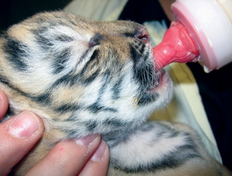 Siberian Tiger Cub 20100908