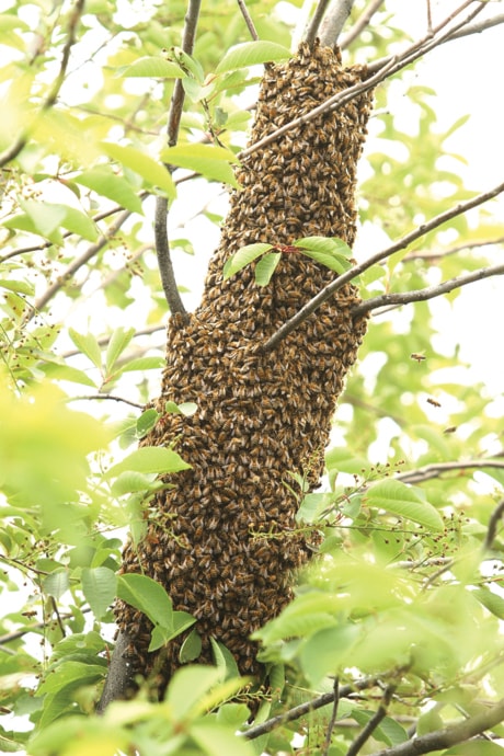A02-bee-swarm