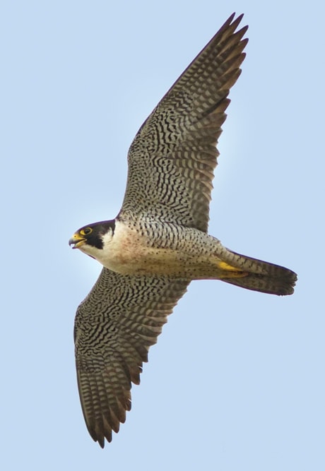 A02-falcon