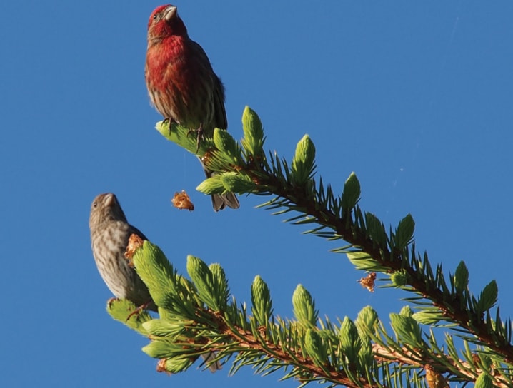 A03-Pine-Grosbeak