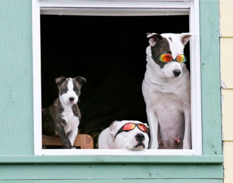 Dogs in Shades