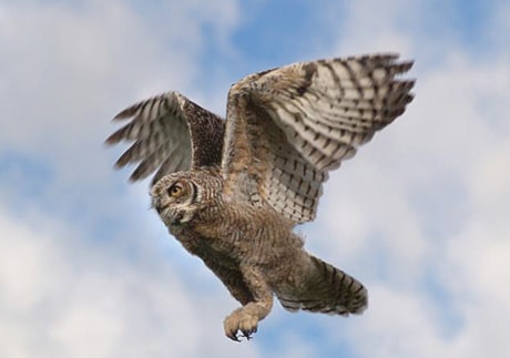 B01-Owl_Flying