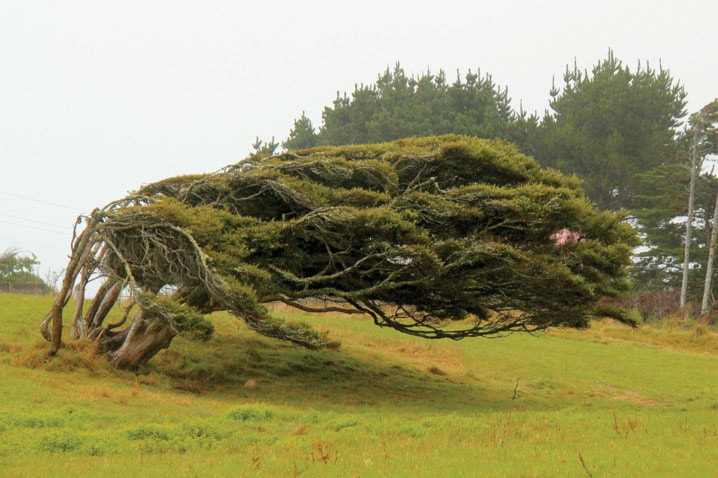 B01-Travel-NZ-tree