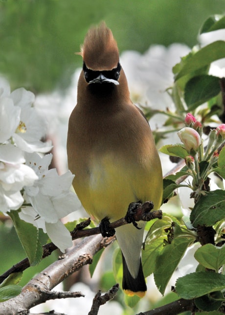 B01-cedarwaxwing