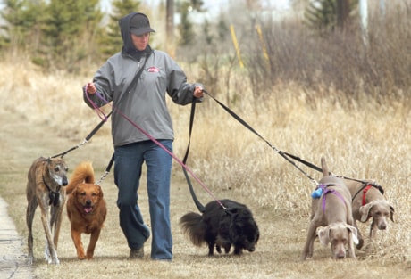 B01-dog-walker