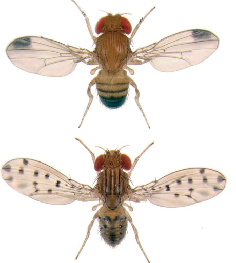 B01-fruit-flies