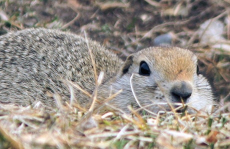 B01-gopher