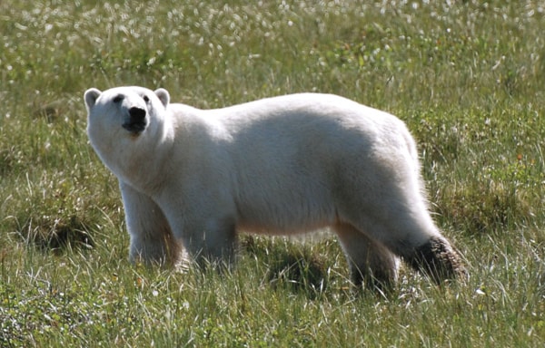 B01-polar-bear