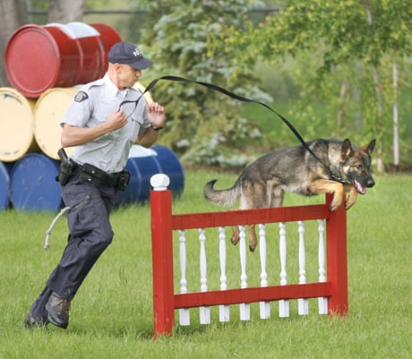 B01-police-dogs
