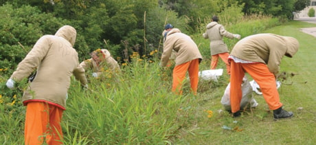 Remand Weed Pickers 100829jer