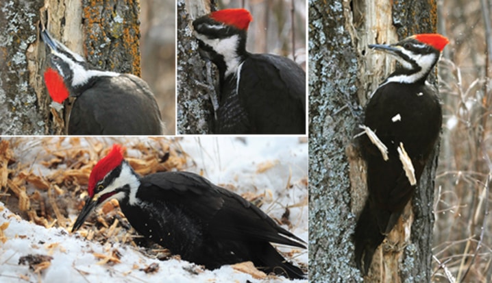 B01-woodpeckers1