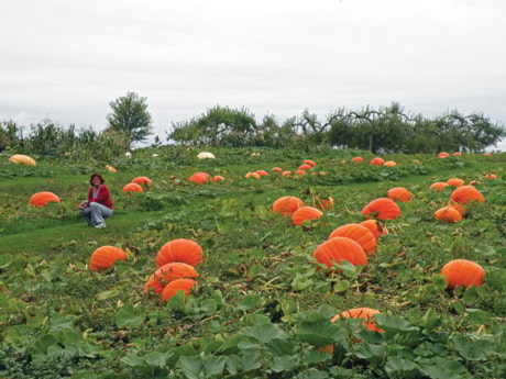 B01_TRAVEL_pumpkin_patch