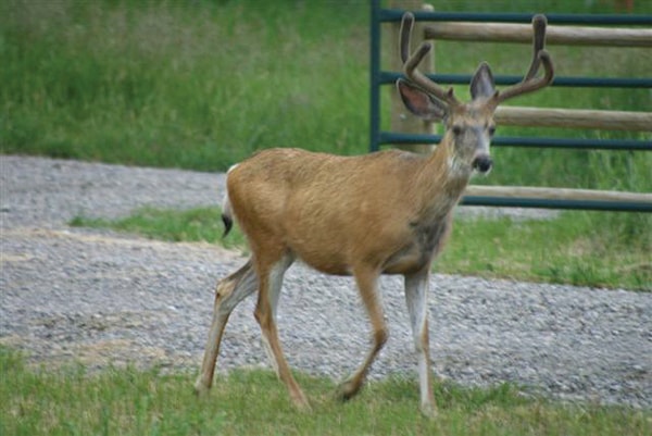 B02-deer