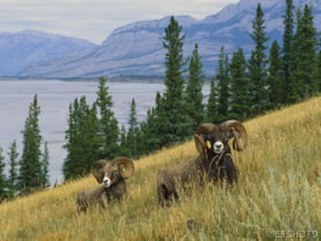 Bighorn-sheep