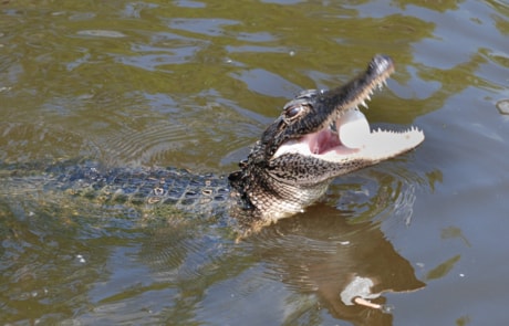 C01-Alligator-eating