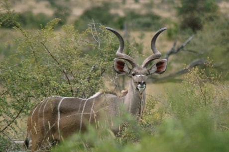 C01-Kudu