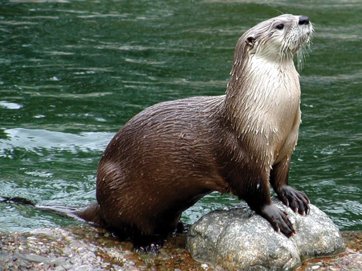 C01-river-otter