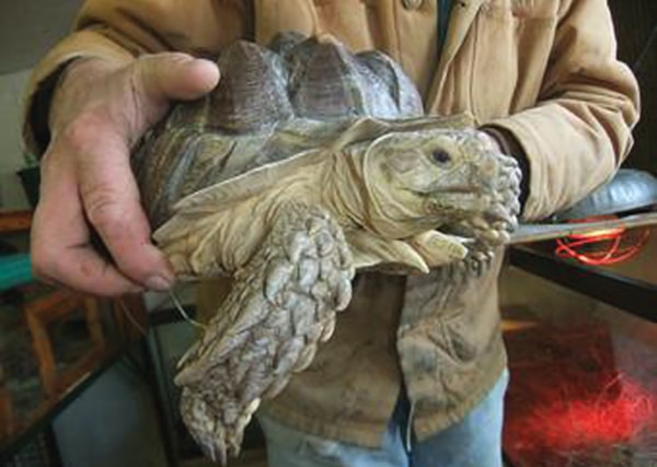 C01-tortoise