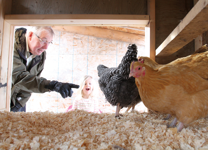 CLUCK aims to win favour with ‘open coop’ Red Deer Advocate