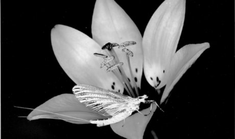 C02-scammell-bug