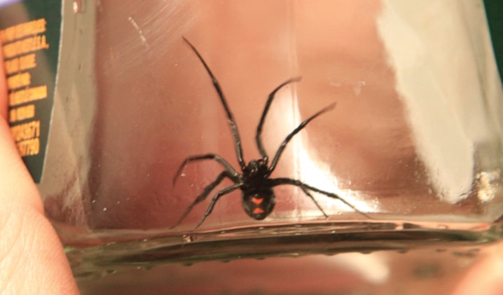 C02-spider-inset