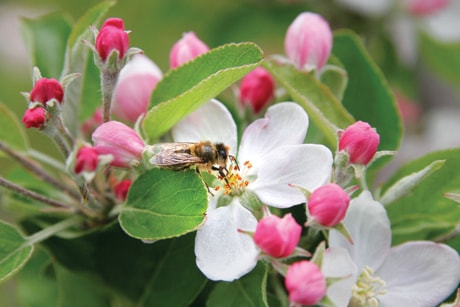 C03-Bee_in_apple_blossom