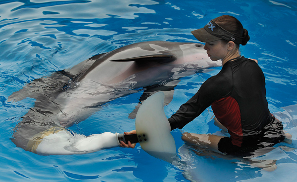 Dolphin's inspirational tale propels her to movie stardom - Red