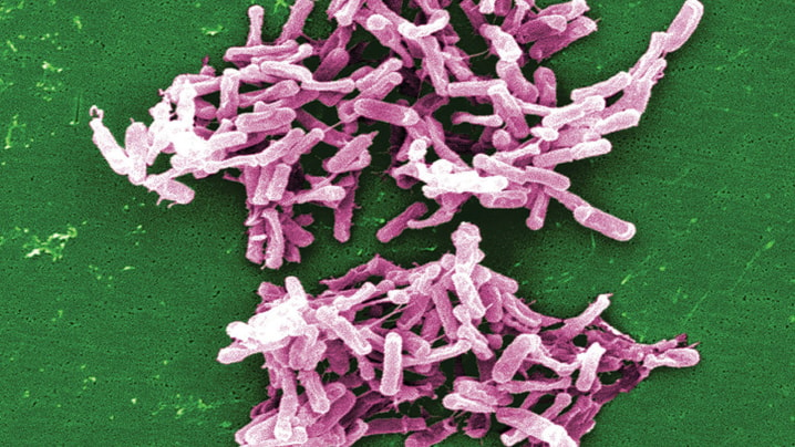 C. difficile bacteria