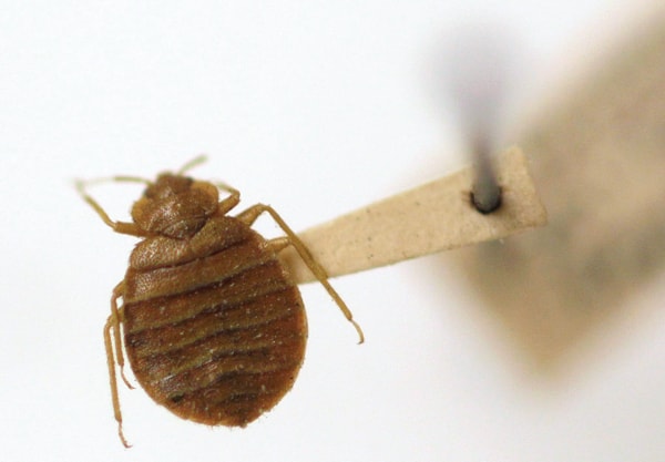 Bedbug Insecticide Risk