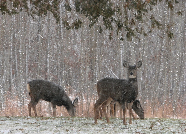 C06-deer-smiles