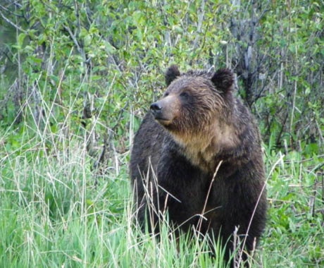 Grizzly bear