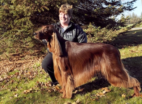 FEAX Irish Setters 20110106
