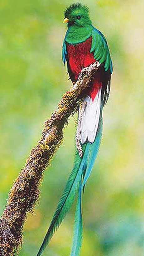Costa-Rica-bird_Quetzal